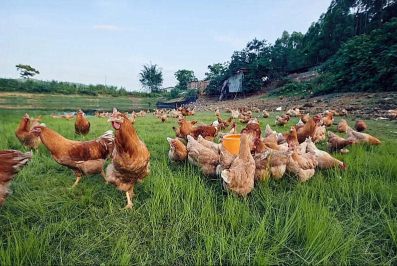 A Comprehensive Guide to Ecological Farming of Free-Range Chickens